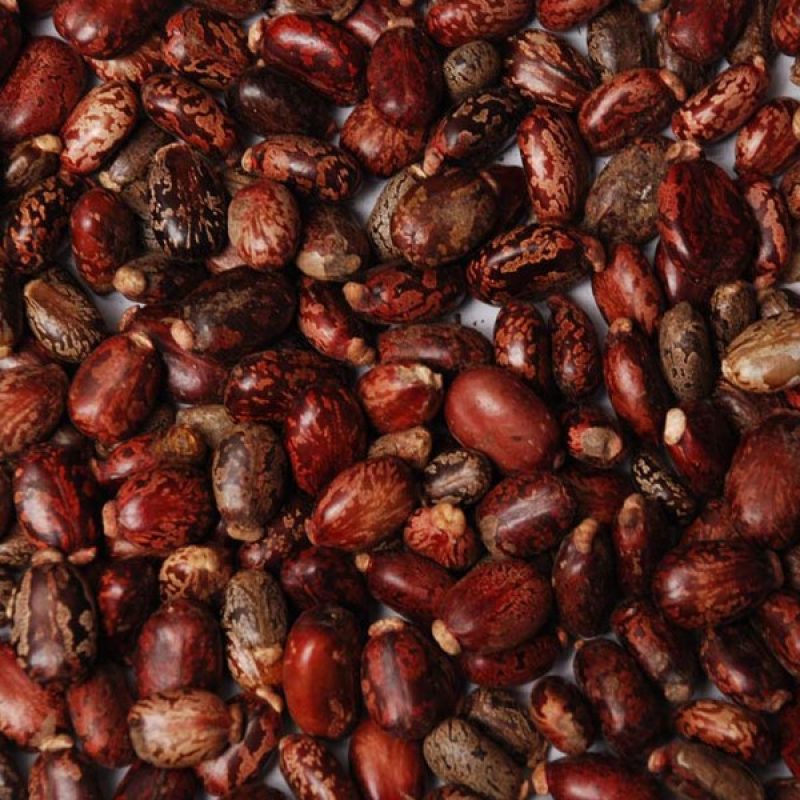 Ethiopian castor seeds