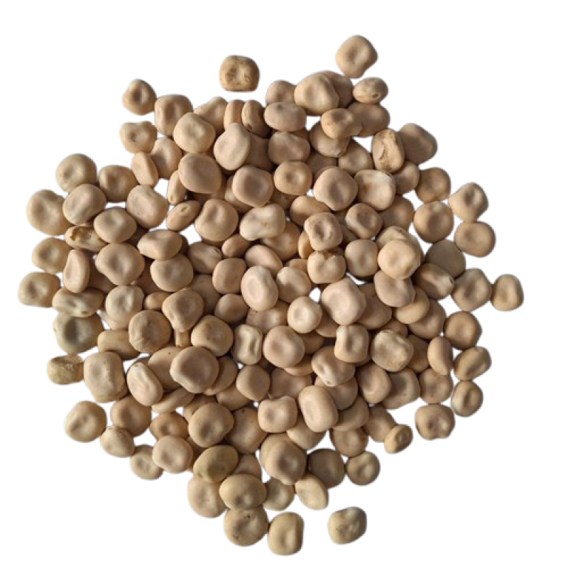 Ethiopian_White_Lupin